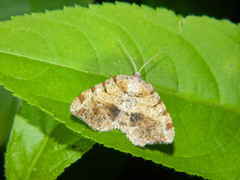 Macaria exauspicata