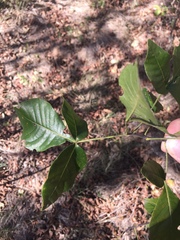 Ptelea trifoliata mollis
