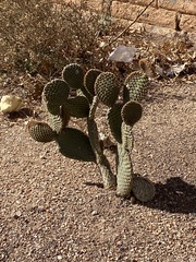 Opuntia