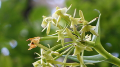 Epidendrum erectifolium