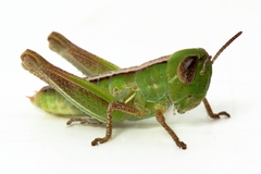 Praxibulus