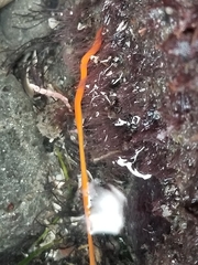 Tubulanus