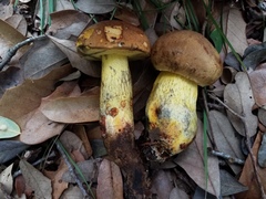 Boletus luridellus