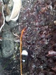 Tubulanus