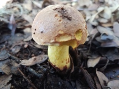 Boletus luridellus