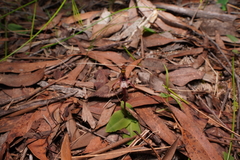 Chiloglottis sphyrnoides