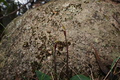 Chiloglottis diphylla