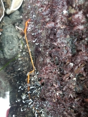Tubulanus