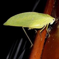 Phylloptera ovalifolia