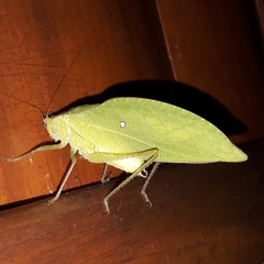Phylloptera ovalifolia