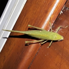 Phylloptera ovalifolia