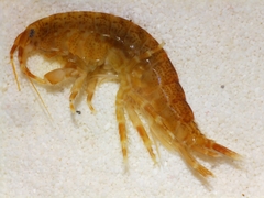 Eogammarus