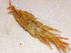 Eogammarus