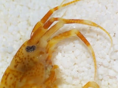 Eogammarus