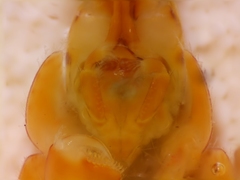 Eogammarus