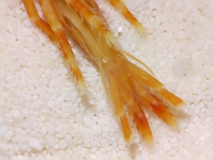 Eogammarus