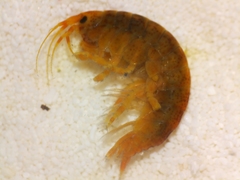 Eogammarus
