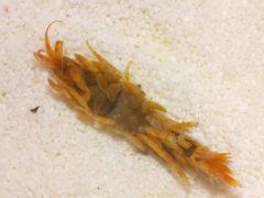 Eogammarus