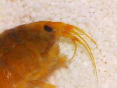 Eogammarus