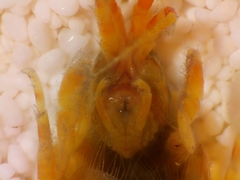 Eogammarus