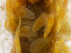 Eogammarus
