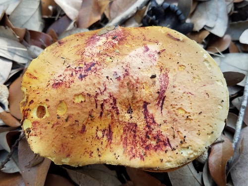 Representative image of Alessioporus