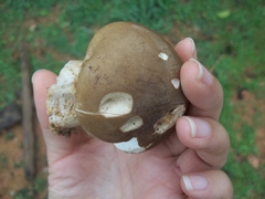 Agaricales
