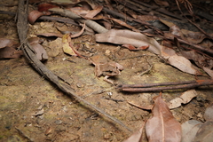 Platyplectrum fletcheri