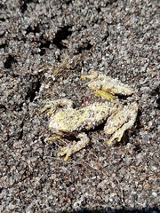 Dendropsophus microcephalus