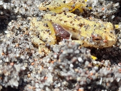 Dendropsophus microcephalus