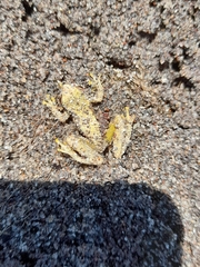 Dendropsophus microcephalus