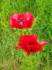 Papaver bracteatum
