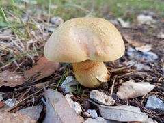 Boletus fairchildianus