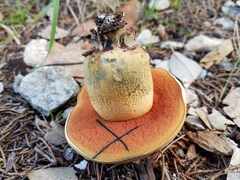 Boletus fairchildianus