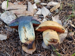 Boletus fairchildianus
