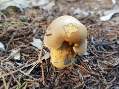 Boletus fairchildianus