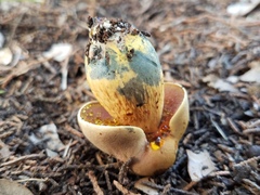 Boletus fairchildianus
