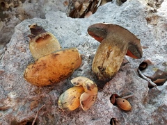 Boletus fairchildianus