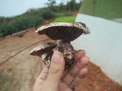 Agaricus