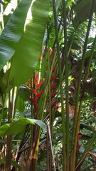 Heliconia uxpanapensis