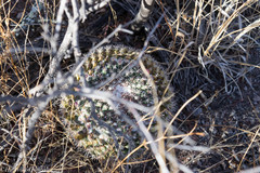 Mammillaria wagneriana