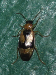 Lebia fuscata