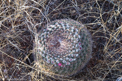 Mammillaria wagneriana