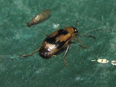 Lebia fuscata