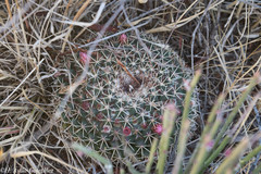 Mammillaria wagneriana