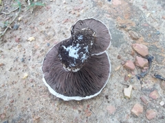 Agaricus