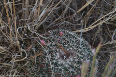 Mammillaria wagneriana