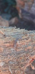 Insecta