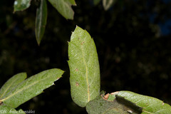 Quercus eduardii