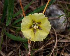 Physalis angustifolia